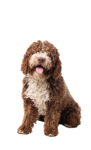 Medium Dog