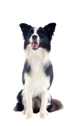 Large Dog