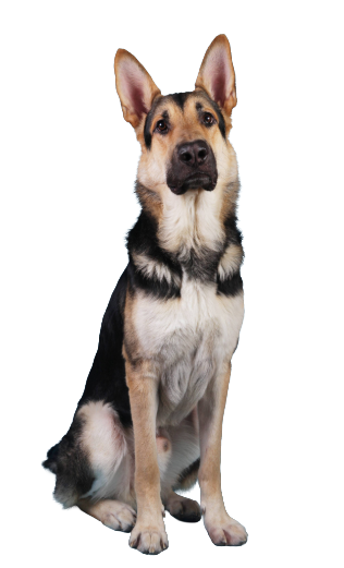 Extra large dog